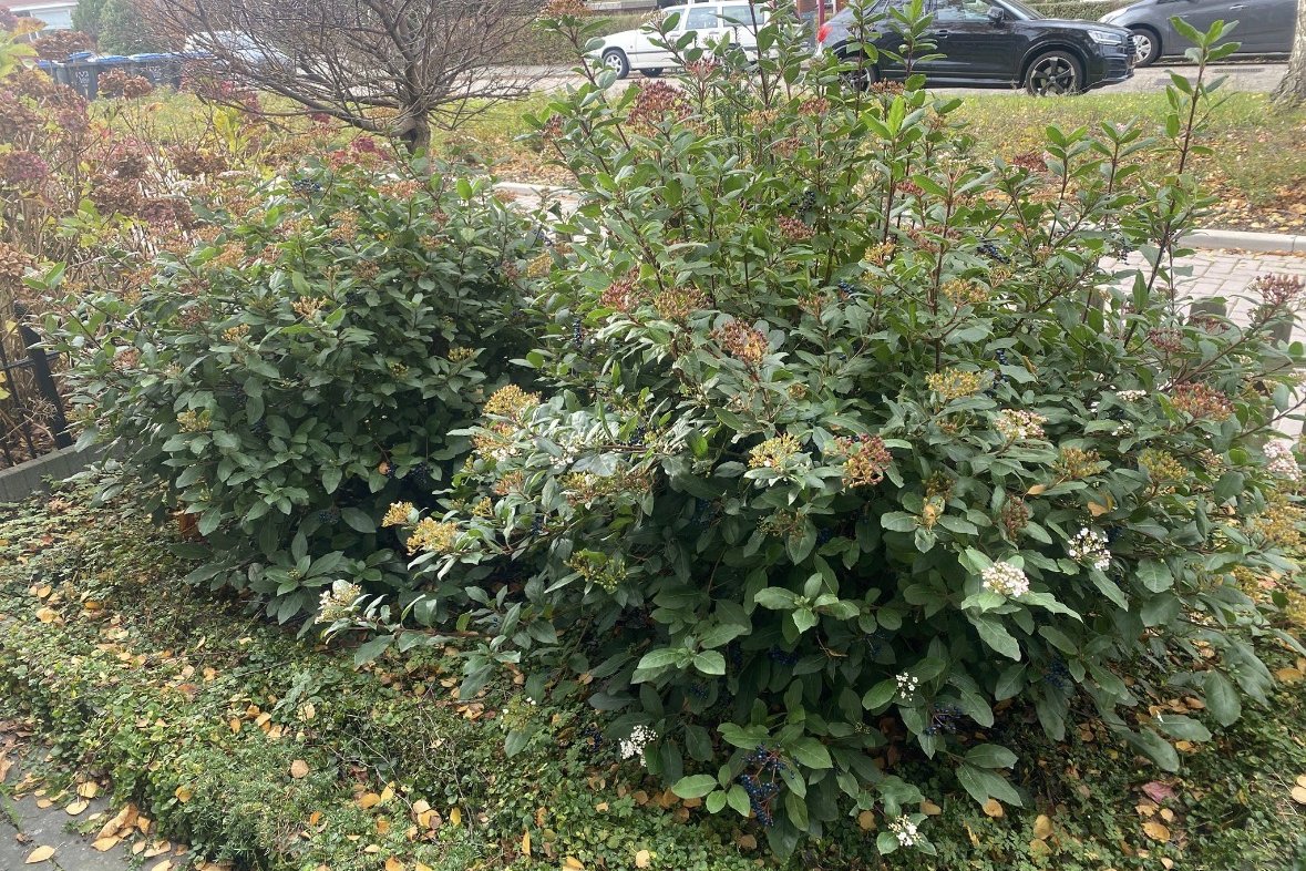Voor: de oude, overwoekerde voortuin